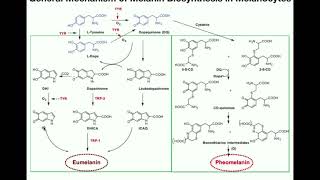 Complete Melanin Biosynthesis Pathway  Eumelanin amp Pheomelanin [upl. by Vogeley827]