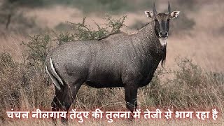 Agile Nilgai Running Faster than Leopard [upl. by Lezned]