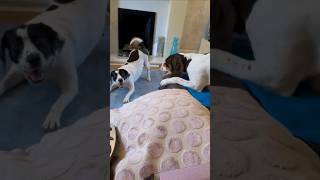 Funny dog videos 📹 Springer Spaniels 🤣 for you to watch shorts funny dogs [upl. by Allicirp833]