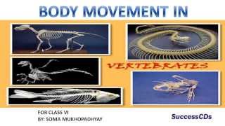 Movement in vertebrates  CBSE Class VI Science Lesson NCERT [upl. by Arratal]