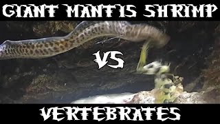 Giant Spearing Mantis Shrimp Vs Many [upl. by Ahsetra]