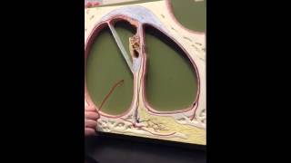 Semicircular canals of ear Cross Section of Cochlea [upl. by Cindee498]