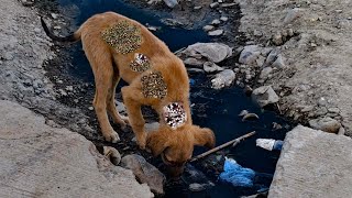 quotStray Mother and Puppies Searching for Water and Peacequot😭😭💔💔 [upl. by Busey]