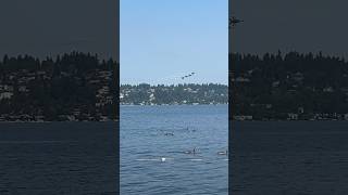 Blue Angels at Seafair 2024 And the F35A plus FA18s and P51 flyby seafair [upl. by Adaner]