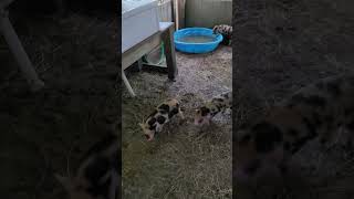 5 week old mini pig piglets playing in pool [upl. by Frymire]