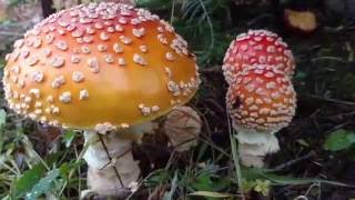 Central Pennsylvanias finest Amanita persicina [upl. by Wolff]