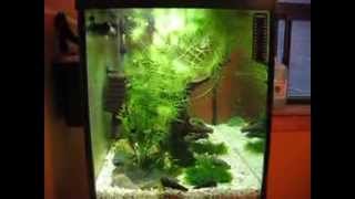 20 gallons Sulawesi aquarium [upl. by Enineg]