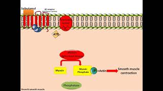 CƠ CHẾ KHÁNG BETA 2 ADRENERGIC SABALABATRONG HEN [upl. by Aznecniv609]