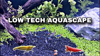 Low Tech Aquascape For Shrimp amp Tetra Fish aquarium shrimp [upl. by Atalee]