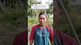 Pelepah bercabang tiga gada bang videoshort panensawitpakaiegrek [upl. by Modnarb752]