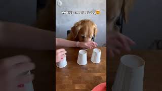 World’s smartest dog goldenretriever puppy fyp [upl. by Cannon]