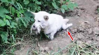 Paralyzed stray dog ​​mother holds newborn puppy in mouth looking for a shelter [upl. by Namor]