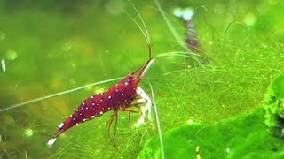 Caridina dennerli the Cardinal shrimp from Sulawesi breeding [upl. by Ettellocin]