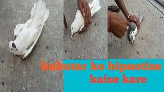 Kabutar ko hypnotize kaise kare  कबूतर को अपने वश मे कैसे करे [upl. by Hali870]