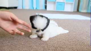 Cute Teacup Puppy Shih Tzu [upl. by Hamachi315]