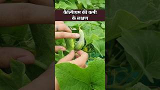 बेल वाली सब्जियाँ टेढ़ी हो जाती हैं micronutrients की कमी की पहचान उपाय सीख लो🥒 micronutrients [upl. by Jahncke382]