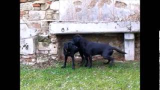 Labrador Retriever Fanworts Bill Robin und Roume vom Kastell Stegraifepach Muffin [upl. by Oilejor]