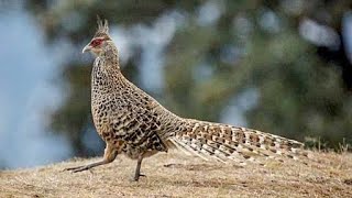 Wild Cheer pheasant Catreus wallichii call [upl. by Buderus534]