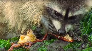 Raccoon vs Rock Crab  Blue Planet  BBC Earth [upl. by Cestar]