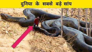 duniya ke sabse bade saamp bataiye  10 most biggest snakes in world in hindi amzingfacts [upl. by Girvin]