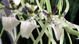 Brassia in bloom • Cold Hardy Orchids • Orchid ICU [upl. by Fonzie]