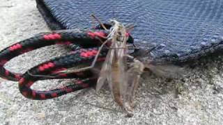 Crane Flies Mating [upl. by Ykcor608]