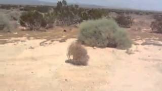 Strohballen fliegt rum  Tumbleweed rolling around [upl. by Narej]