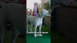 Dogo Argentino vs Pit Bull Fight [upl. by Penhall]