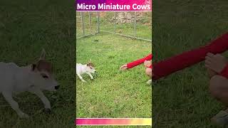 micro miniature cows  miniature cows punganuru cows  nadipathy goshala [upl. by Heigl]