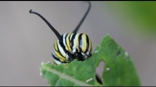 Life Cycle of the Monarch Butterfly [upl. by Quita]