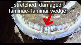 Trimming a chronic foundered hoof Horse hoof trim How to trim a horse with laminitis hoof [upl. by Reifinnej]