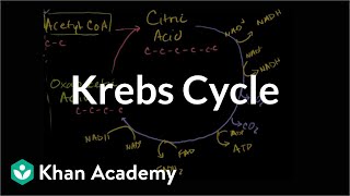 Krebs  citric acid cycle  Cellular respiration  Biology  Khan Academy [upl. by Lesde]