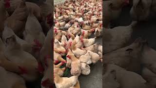 Highincome shorttailed chicken breed farm poultryfarming chicken duck [upl. by Nosnah]