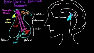 ADH Diagram animated [upl. by Sudnac]