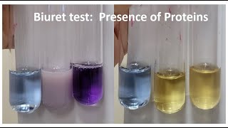 BIURET TEST Presence of Proteins [upl. by Anayd]