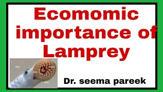 economic importance of LampreypetromyzonAmmocoet larva [upl. by Wittenburg]