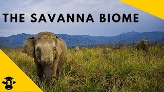 Savanna Grassland Biomes of the world [upl. by Maddock]