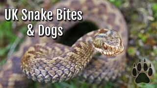 Adder Snake Bites in Dogs [upl. by Nitsa]