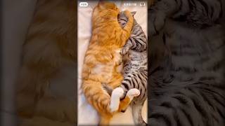 cute cat cupple 💞💞💞cutecat newshortsvideo cupplegole baby tiktok shorts bhalo bhalo tiktok [upl. by Maggie225]