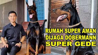 Rumah Super Aman DIjagain Dobermann Super Gede  Rayno The Dobermann [upl. by Jarvey500]