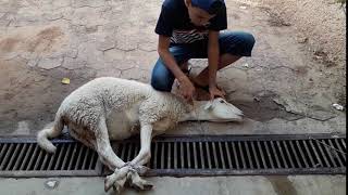 subcribe like comment طفل يذبح كبش لا يفوتكم A child slays a goat [upl. by Sladen]