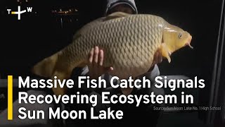 Massive Fish Catch Signals Recovering Ecosystem in Taiwans Sun Moon Lake  TaiwanPlus News [upl. by Ellehcor972]