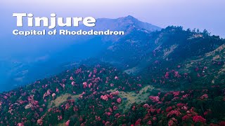 Blossom rhododendron  Drone view  Tinjure  Travel [upl. by Jarvey]