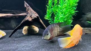 75 gallon cichlid community Mad Zach tank 2 [upl. by Idola]