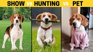 Show Beagle vs Hunting Beagle vs Pet Beagle  How Theyre Different [upl. by Yadrahs]