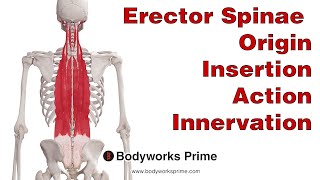 Erector Spinae Anatomy [upl. by Worsham]