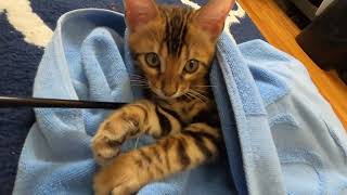 FIRST WEEK WITH MY NEW BENGAL KITTEN 10 weeks old  Pt 3  Cat Purrito [upl. by Nirtiac113]