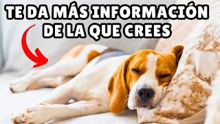 8 POSTURAS para DORMIR de los perros y lo que REVELAN sobre su carácter y personalidad [upl. by Buchanan]