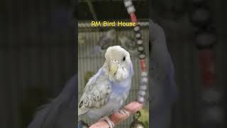 Cute budgies viralvideo birds rmbirdhouse parrot fypyoutube [upl. by Stultz186]