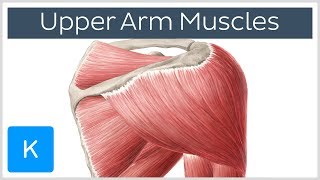 Muscles of the upper arm and shoulder blade  Human Anatomy  Kenhub [upl. by Akselav]